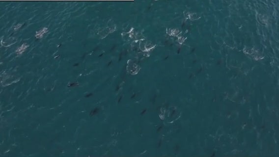 Rare video captures super pod of 2,000 dolphins