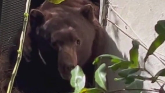 Massive bear makes home in crawlspace of Pasadena home damaged by Eaton Fire