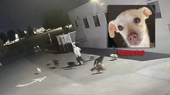 Person breaks into San Bernardino animal shelter, lets dogs out; 1 still missing