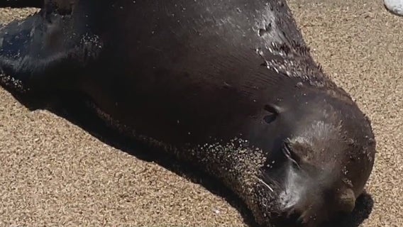 Domoic acid outbreak sickens sea lions off Malibu coast