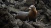 Decapitated sea lion found on California beach; suspect sought