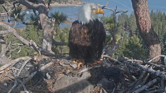 Big Bear bald eagles live cam: Help name Jackie and Shadow's eaglets