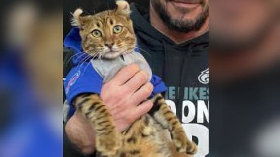 Bengal Lynx cat stolen in Westminster found safe