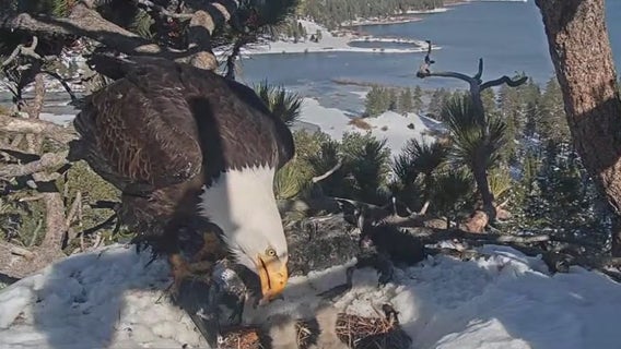 Big Bear bald eagle update: One of three eaglets has died, officials confirm