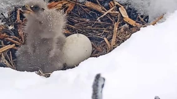 Big Bear Eagle cam: Third egg begins hatching