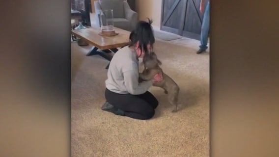 French bulldog reunited with owner after more than two years