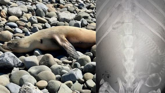 Pregnant sea lion attacked in Ventura; suspect arrested