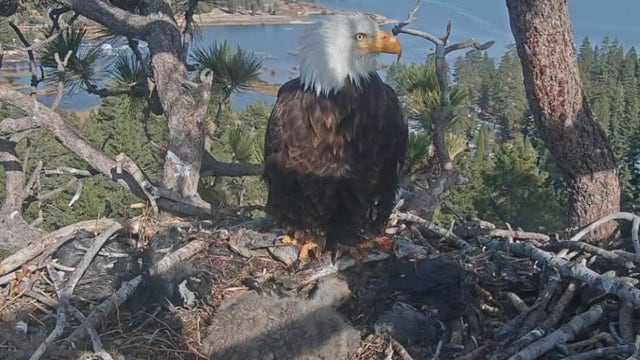 Big Bear bald eagles live cam: Help name Jackie and Shadow's eaglets