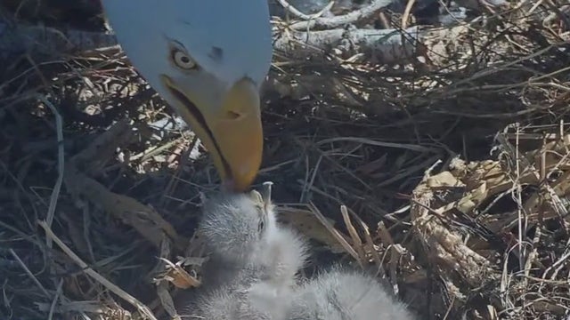 Big Bear bald eagles live cam: Jackie and Shadow welcome new eaglets