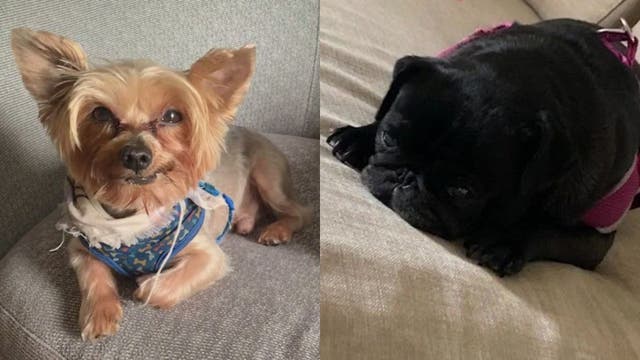 Dog owners blame fresh food brand for pets' deaths