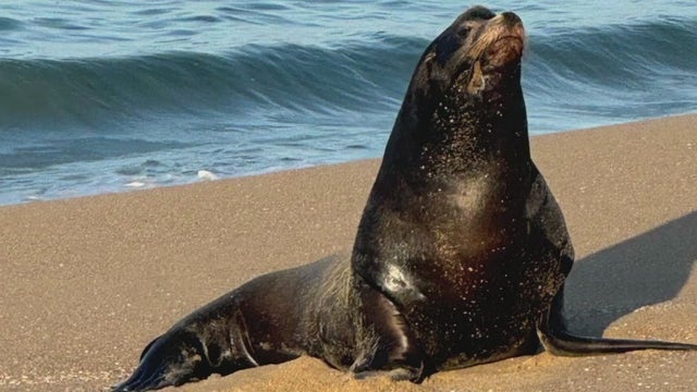 Deadly toxic algae bloom causing sea lions to become sick, violent