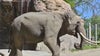 LA Zoo's last remaining Asian elephants to be relocated to Oklahoma