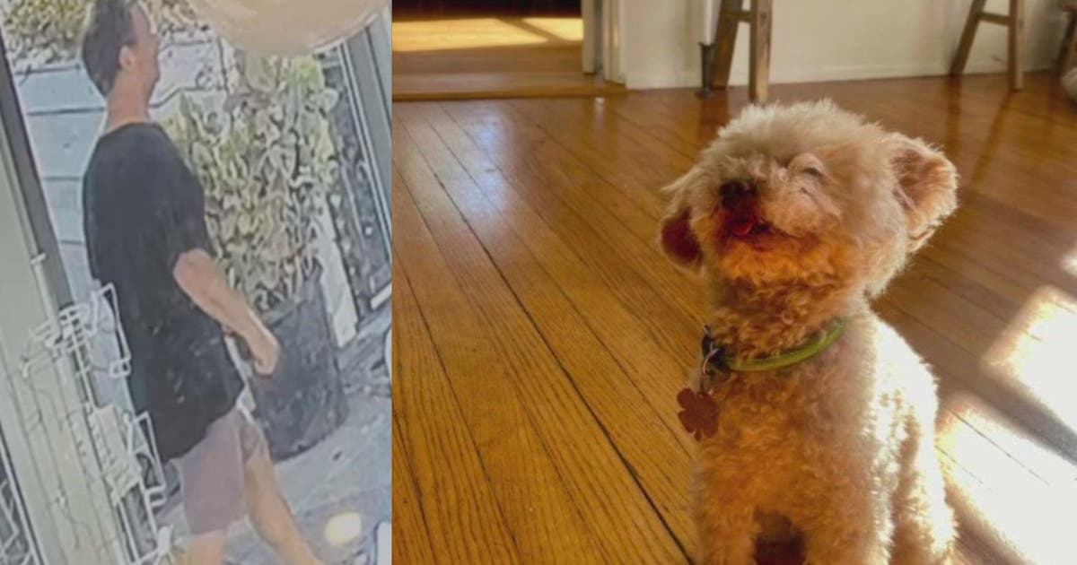 Pit bull owner in fatal dog attack in Santa Monica identified, police ...
