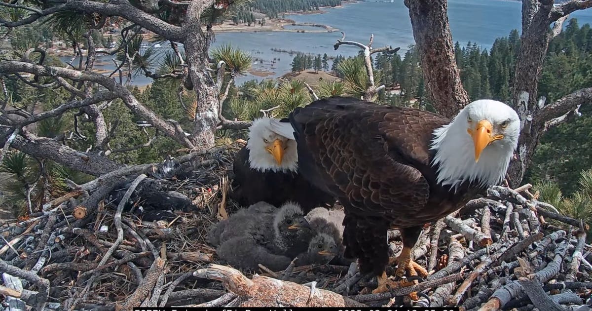 Moon Camp saved: $10 million raised to preserve Big Bear bald eagle habitat