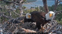 Moon Camp saved: $10 million raised to preserve Big Bear bald eagle habitat