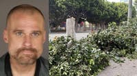 'Chainsaw arborist' sentenced for destroying downtown LA trees