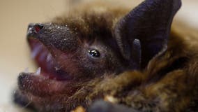 Bat found in OC tests positive for rabies