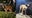 Arrest made in gruesome dog abuse video caught on camera in Long Beach