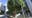 Vandals chop down trees in downtown LA