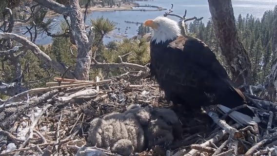 Big Bear bald eagles live cam: FOBBV gives update on Sunny and Gizmo's growth