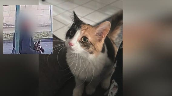 OC residents say Santa Ana man is intentionally killing their cats