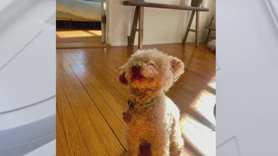 Owners of small dog killed by pit bull in Santa Monica speak out