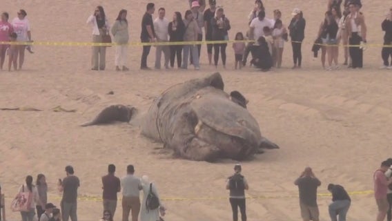 Dead grey whale washes ashore in Huntington Beach
