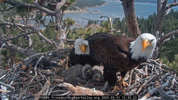 Big Bear's beloved bald eagle chicks have new names