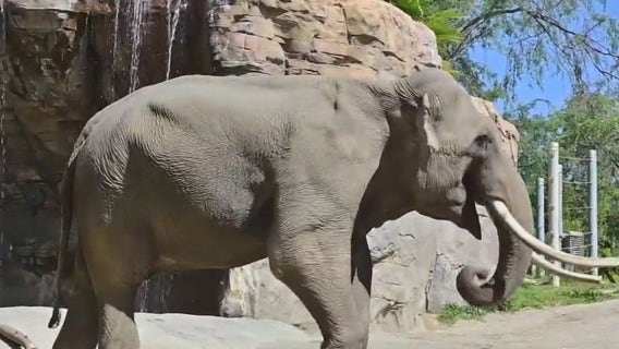 LA Zoo's last remaining Asian elephants to be relocated to Oklahoma