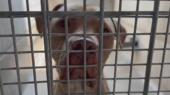 LA would need to close half of its animal shelters under Bass' proposed budget cuts