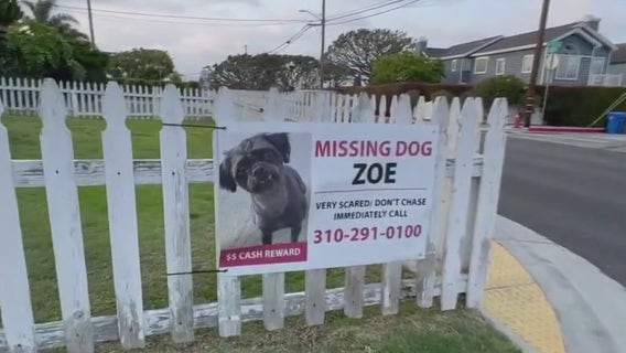 Pet mom says 'Rover' sitter lost her dog, users complain of inexperienced sitters