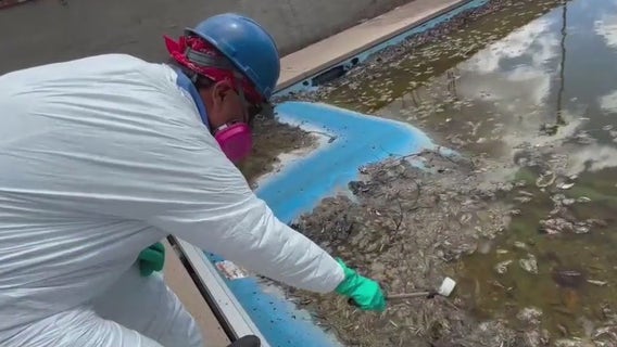 Pools in Eaton Fire zone could become mosquito breeding grounds, experts say