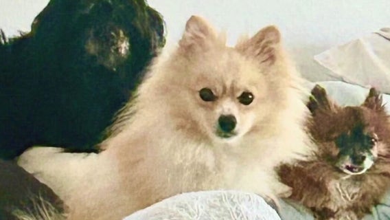 FOUND Act: New law aims to help pets during natural disasters