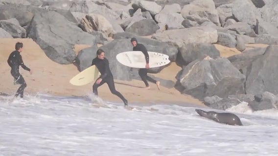 Sick sea lion chases after surfers in Newport Beach