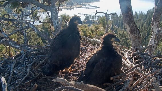Big Bear bald eagles live cam: Sunny and Gizmo are 'winging'