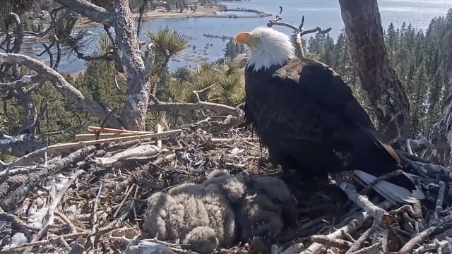 Big Bear bald eagles live cam: FOBBV gives update on Sunny and Gizmo's growth
