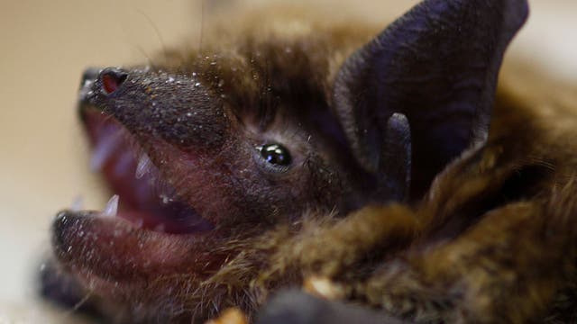 Bat found in OC tests positive for rabies
