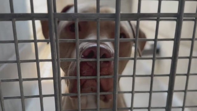LA would need to close half of its animal shelters under Bass' proposed budget cuts