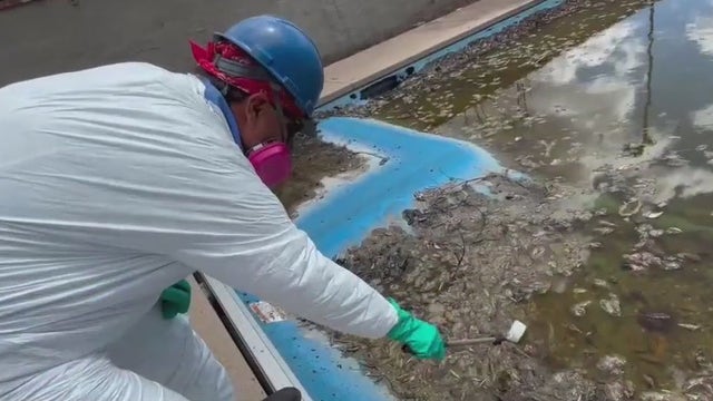 Pools in Eaton Fire zone could become mosquito breeding grounds, experts say