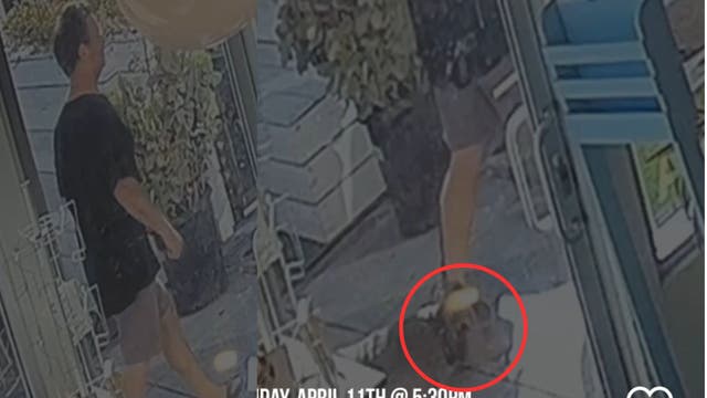 Santa Monica dog attack: Owner of pit bull sought after toy poodle's killing