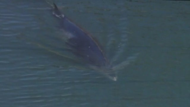 Cause of death revealed for whales that washed ashore in Long Beach, Huntington Beach
