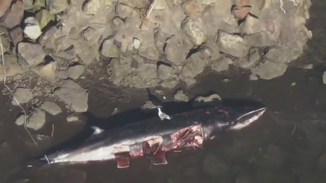 Dead minke whale washes ashore in Long Beach after several days in harbor