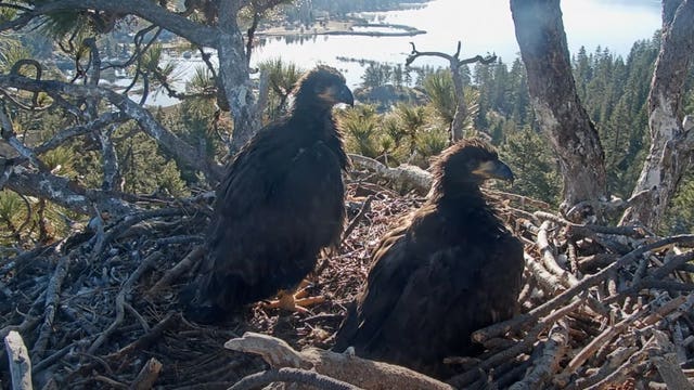 Big Bear bald eagles live cam: Sunny and Gizmo are 'winging'