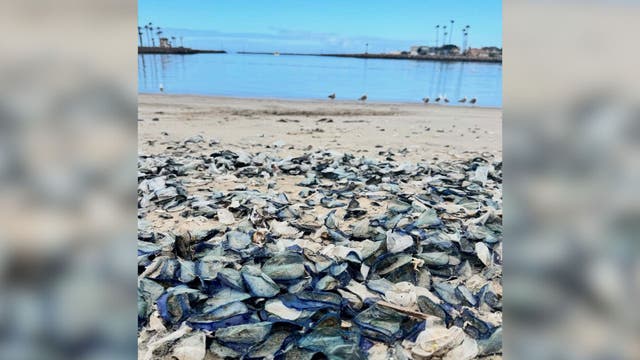 Thousands of Velella velella wash ashore Ventura County beaches