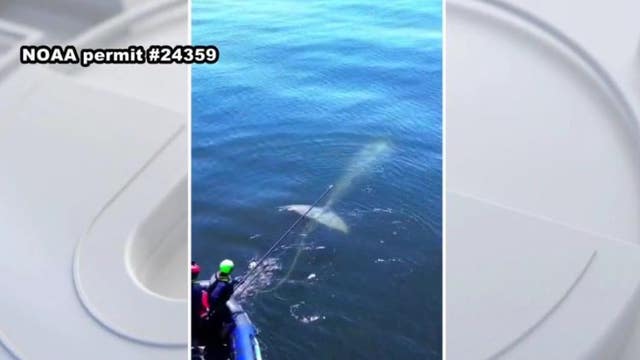 Entangled gray whale rescued off coast of Rancho Palos Verdes