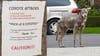 Coyote encounters increasing in Santa Monica