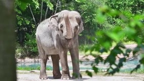 LA Zoo being sued over plans to move elephants to Oklahoma