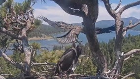 Sunny and Gizmo reach big milestone ahead of 1st flight