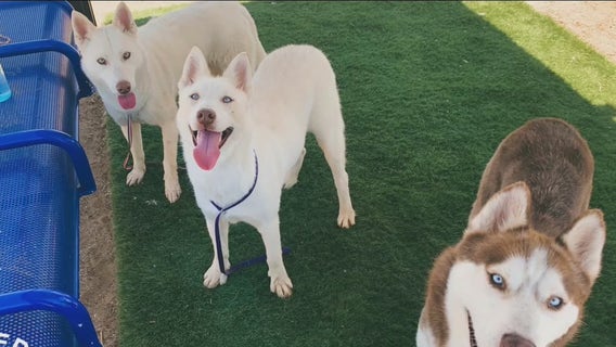 LA Animal Services reducing adoption fees amid overcrowding at pet shelters