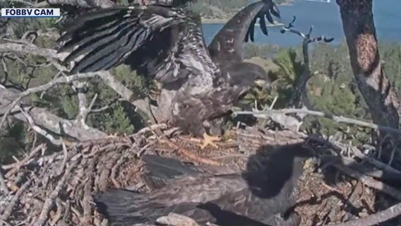 Big bear bald eagles live cam: Eaglets Sunny and Gizmo prepare to leave nest